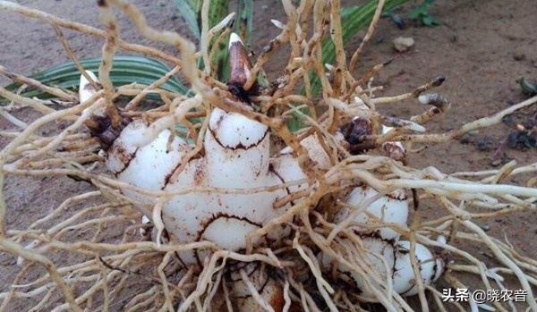 现在农村最贵的药材有哪些,哪一种贵重药材价钱最贵