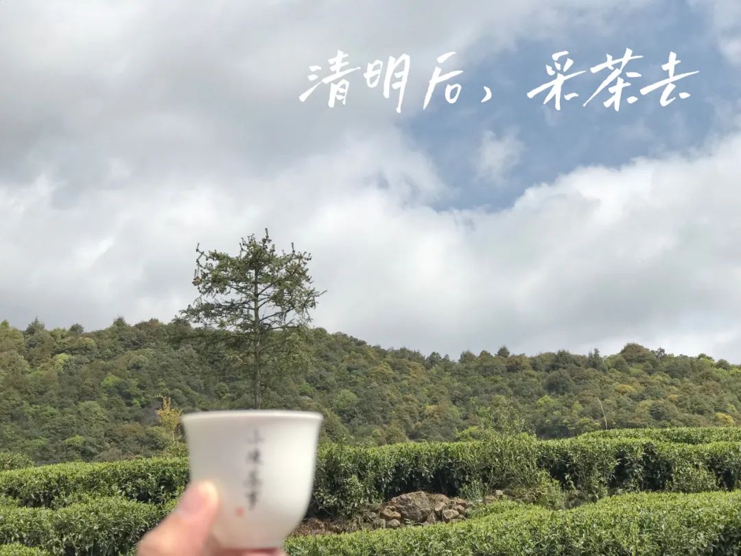 好的白茶茶汤的口感以什么为主,什么味道的白茶才是好白茶