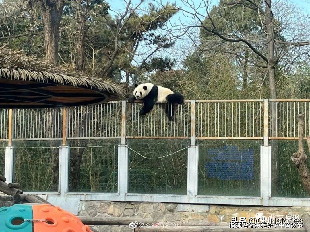 胖达日本,胖达在外国多火