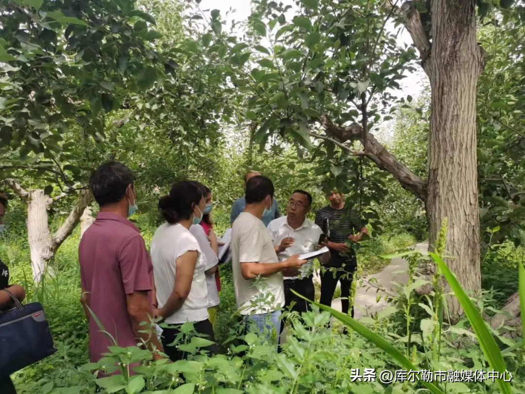 优质源头农产品新疆库尔勒香梨,库尔勒香梨亩效益