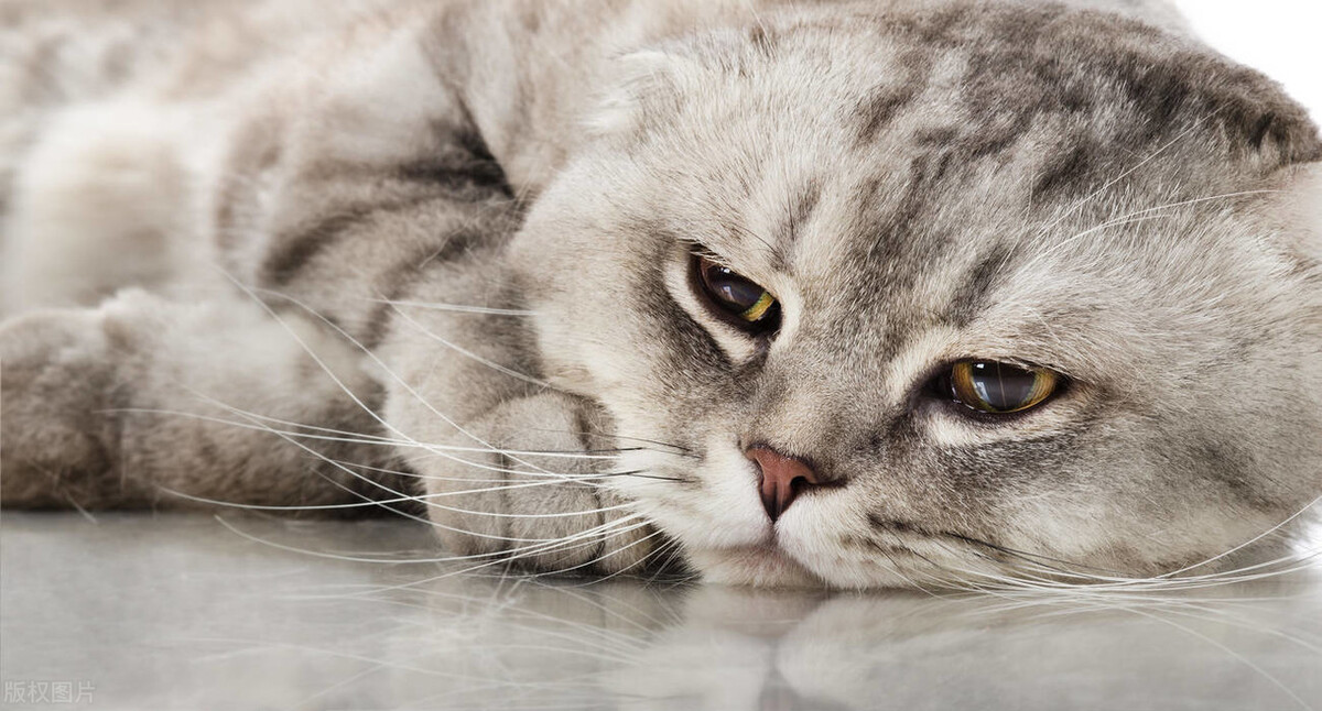 猫行为纠正师学习,猫行为学课程