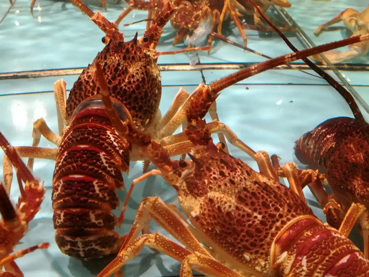 福建的农村酒席吃些什么,福建高档乡宴酒席菜