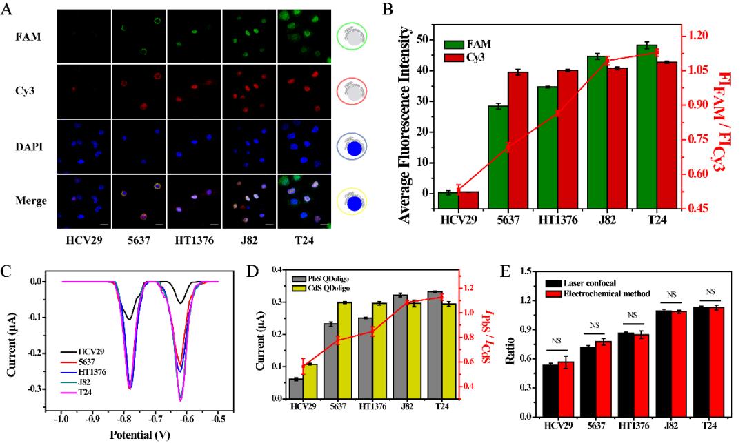 电化学治疗肿瘤,电化学治疗肿瘤事例