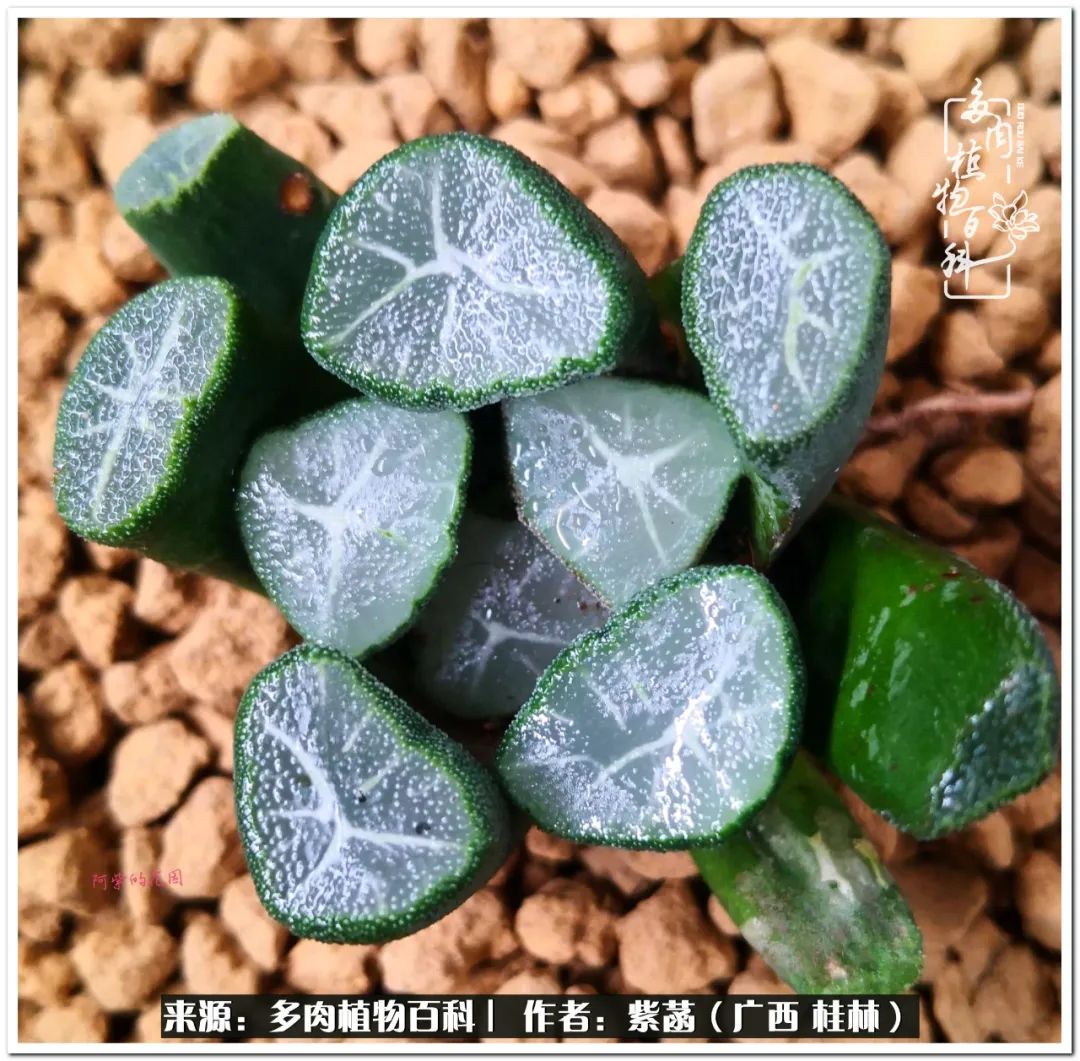 酷暑里的关爱，如十二卷般透亮绵长