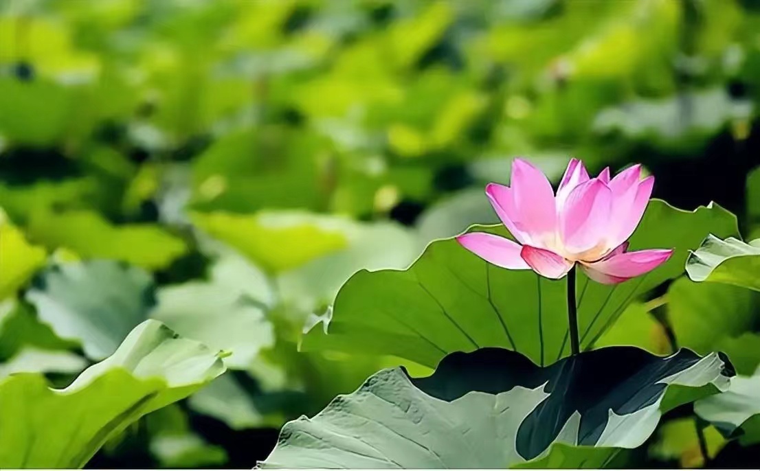 八卦旋转方向,八卦转掌和走圈一样吗