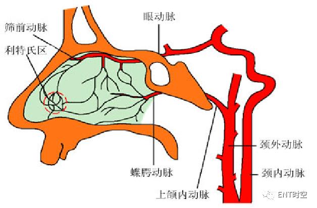 最全面！鼻出血病因及治疗