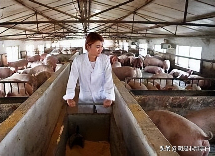 95后养猪两年20万,90后白手起家养猪