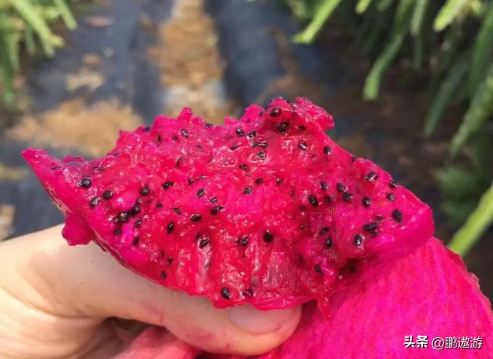 火龙果用什么颜色灯补光,普通led灯能给火龙果补光吗