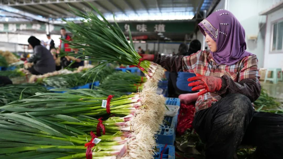 蒜苗卖了三万多,今天蒜苗多少钱一斤