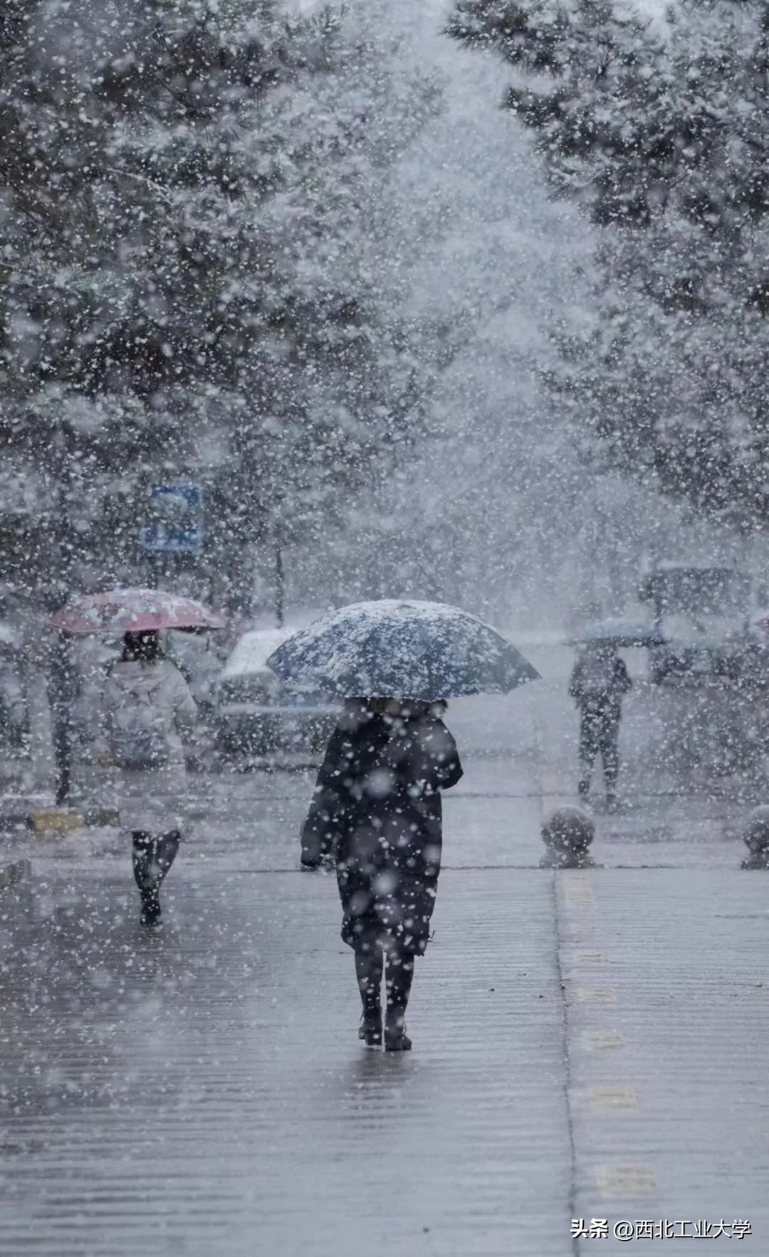 今日雨水!工大四季高清美图，欢迎欣赏使用~