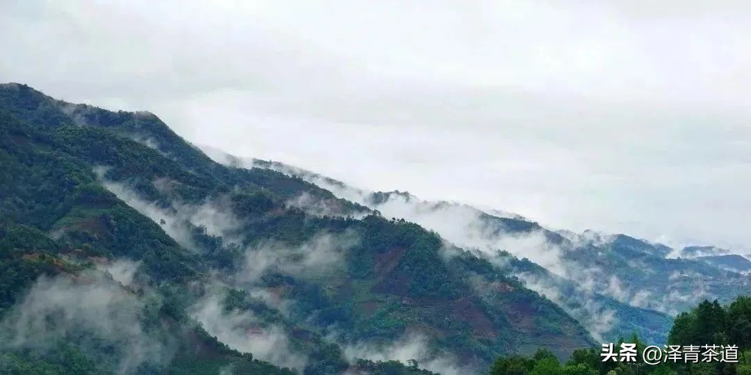 易武六大茶山茶的特点,易武茶的特点