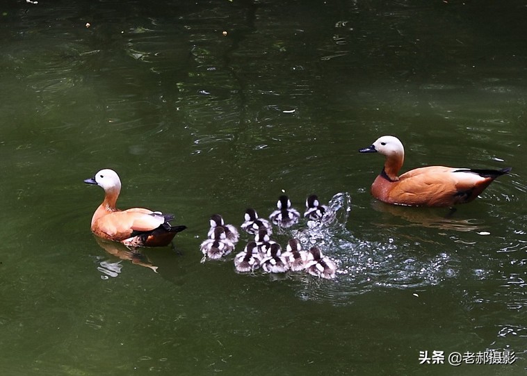 黄色野生鸭子,赤褐麻鸭的图片