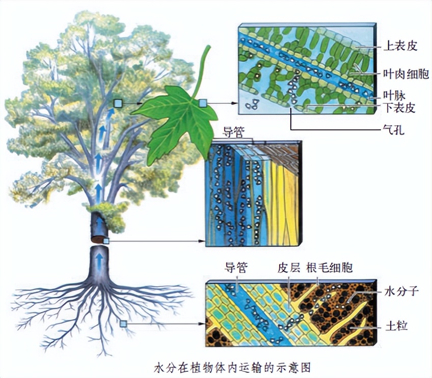 科学知识大全小学生必背,科学知识大全全集