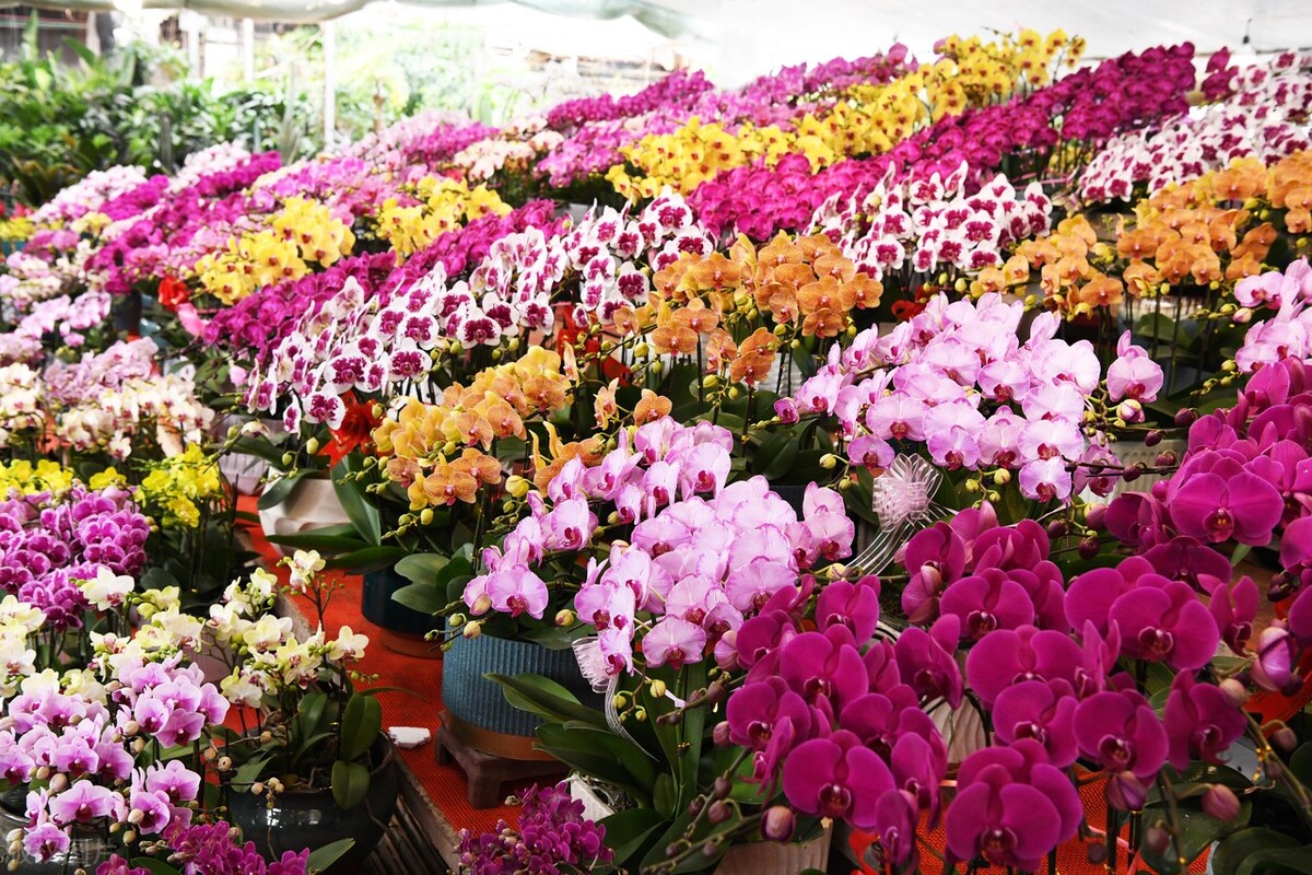 干枝杜鹃泡水多久开花,干枝杜鹃有什么毒