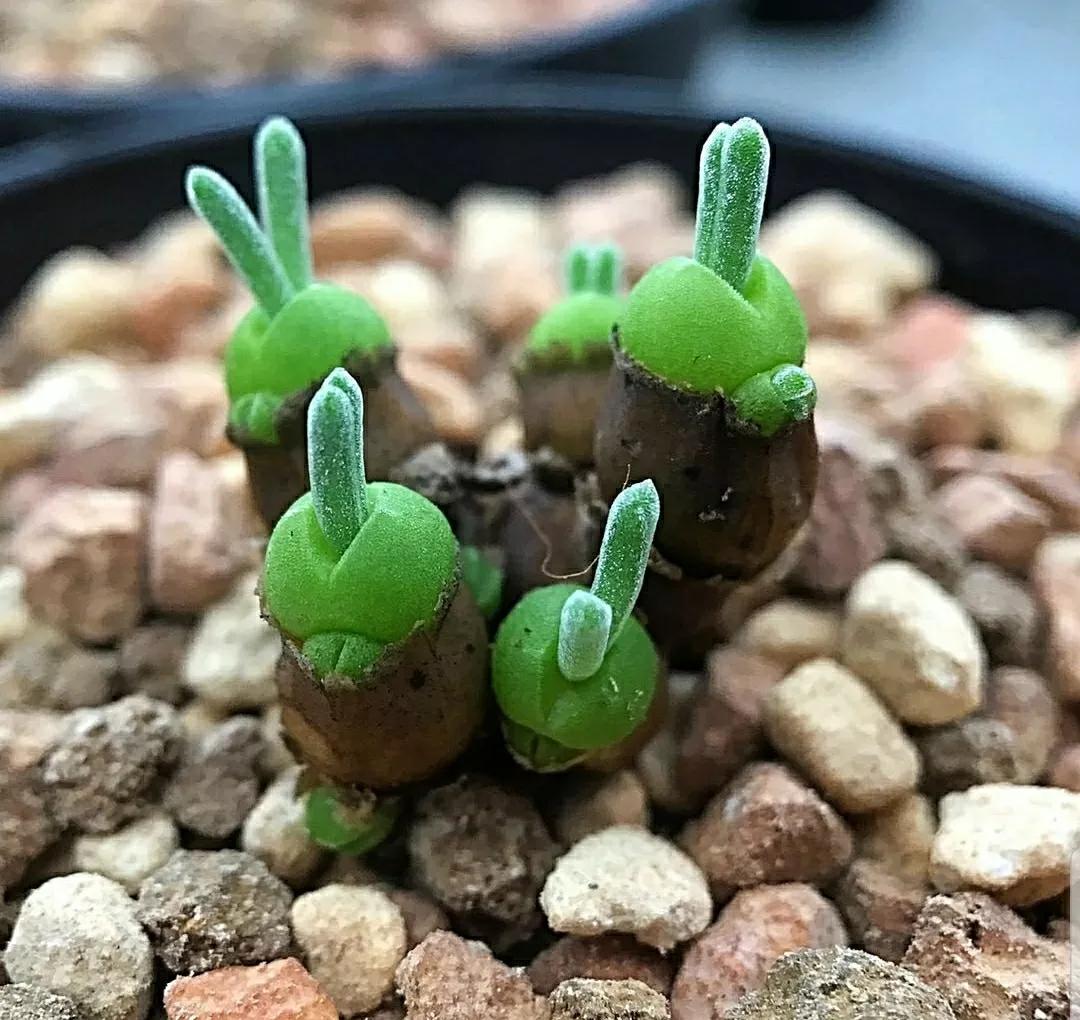 多肉植物石头开花,多肉石头花秋季