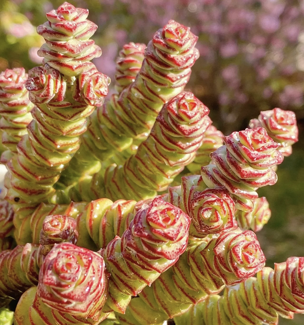 办公室书桌摆什么花好风水,办公室摆旺事业植物最好