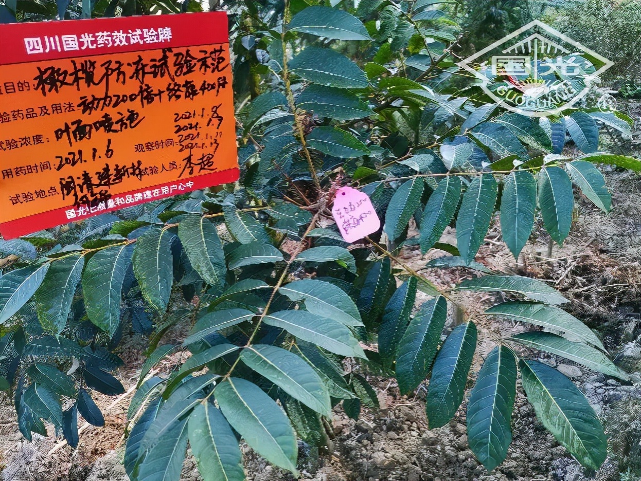 橄榄保暖,橄榄防冻害