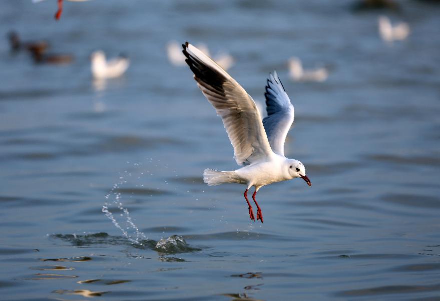 五首关于春天的经典诗词,关于春天绝美的古诗词句