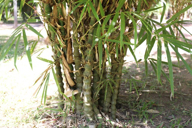 罗汉竹盆景,罗汉竹