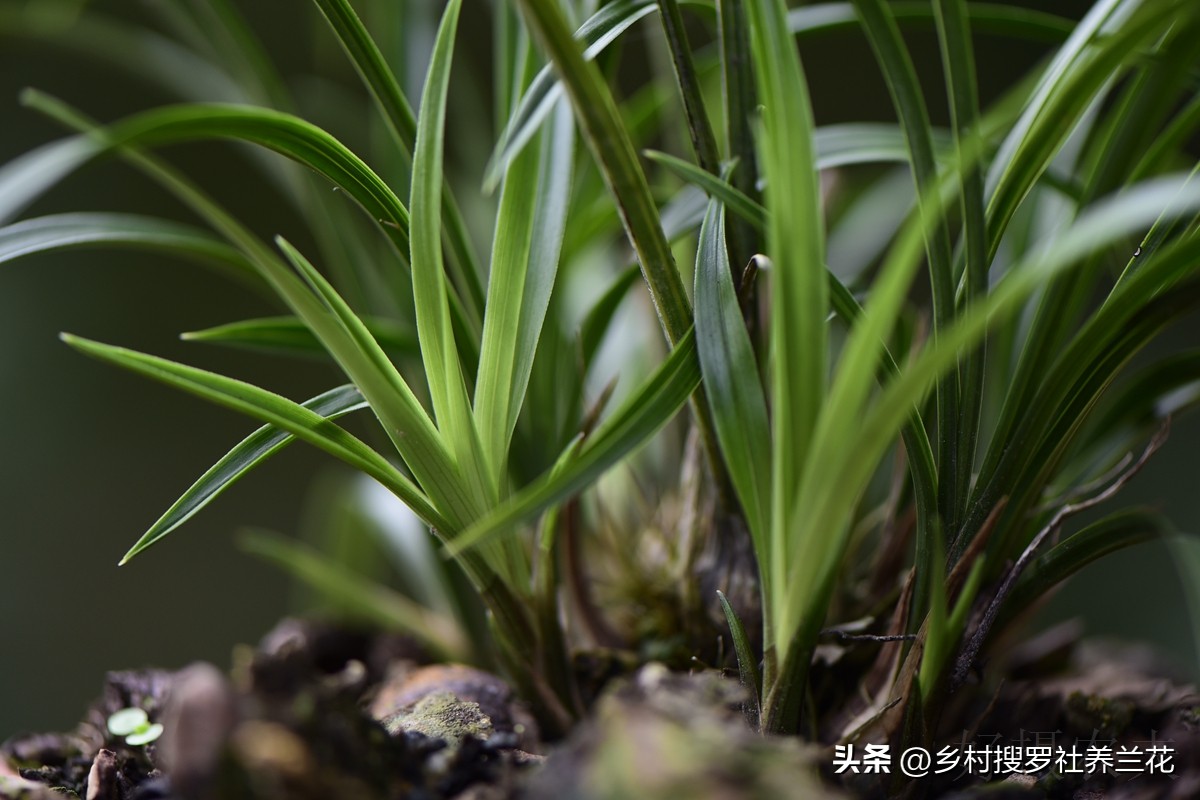 新手兰花不开花怎么办,新手养兰花不能做的事