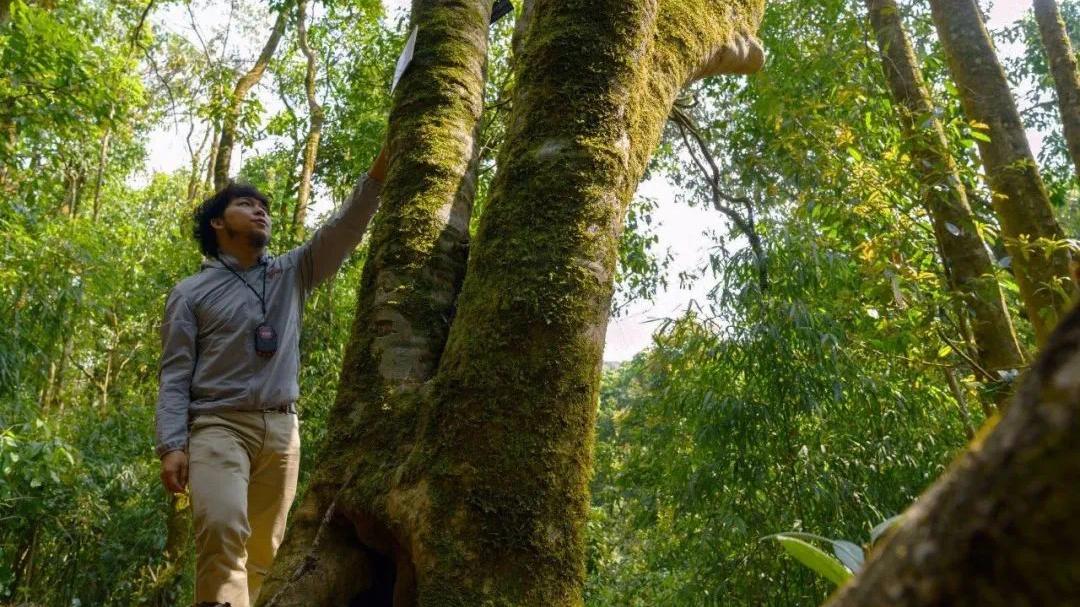 内含物质高达52％的茶种，竟然在云南？|2023茶山播报06