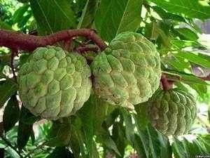 100多种罕见水果欣赏,100种罕见水果名字