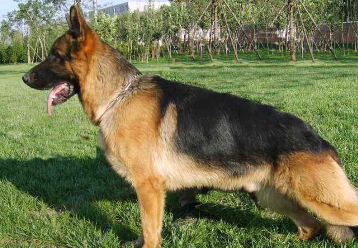 东德牧羊犬和西德牧羊犬哪个贵？这些城市取消禁养德牧了