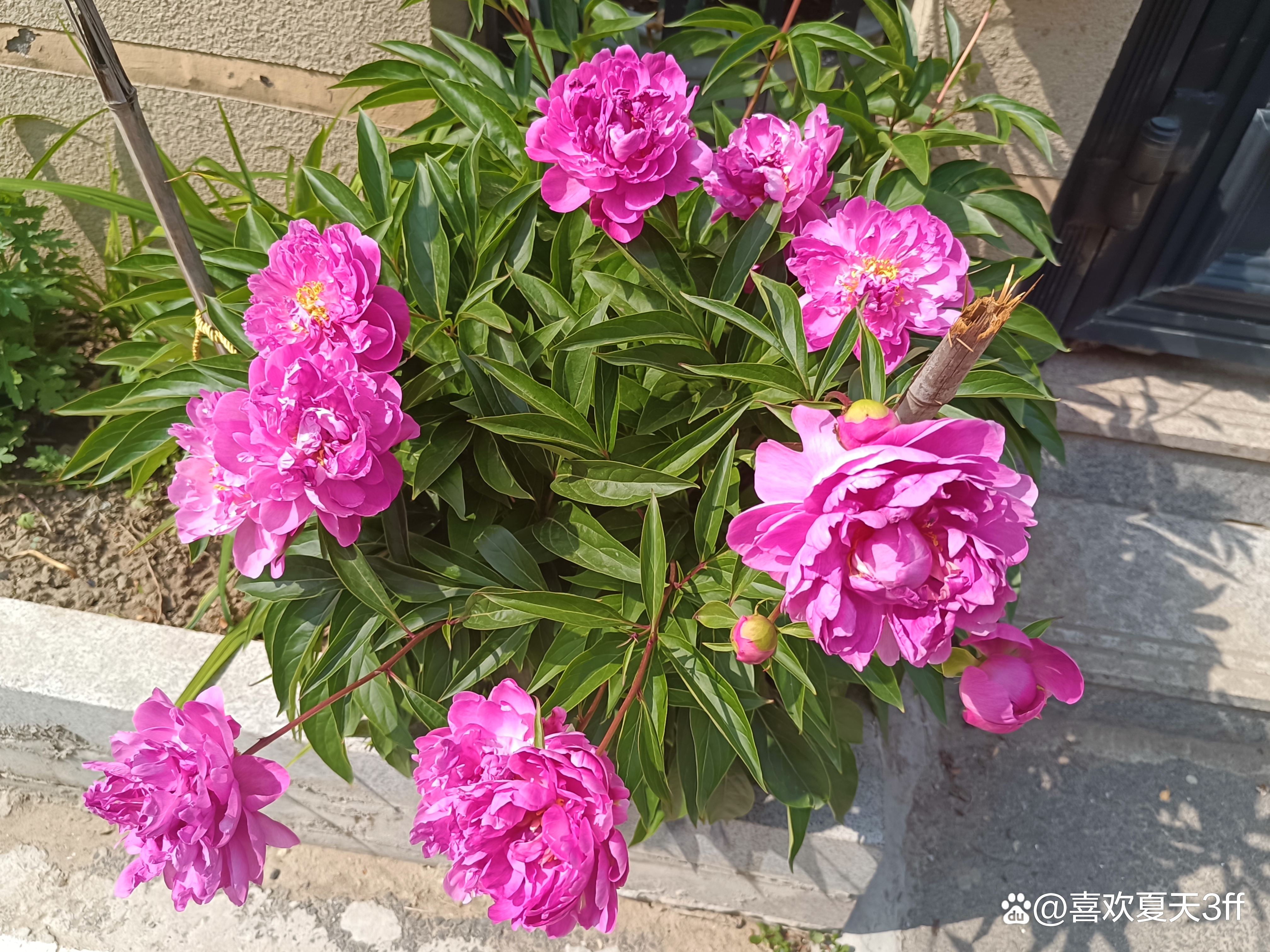 我的拍花日记之十一