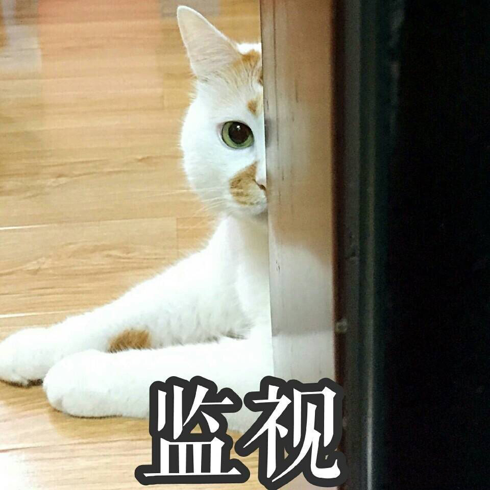 幼猫离乳期猫粮奶糕,小奶猫需要吃猫奶糕吗
