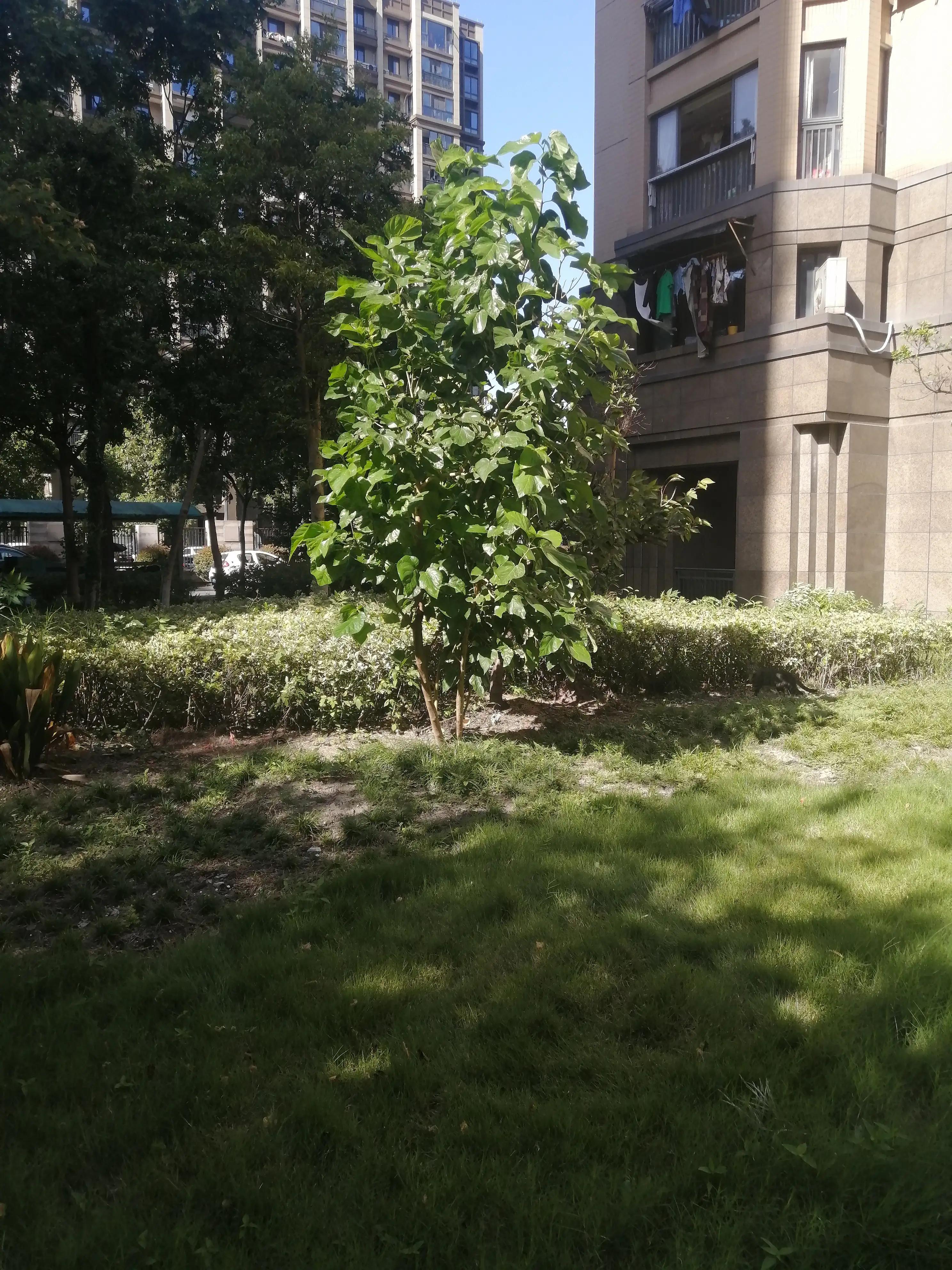 蚕宝宝不吃桑叶能活几天,没有桑叶怎么喂蚕宝宝