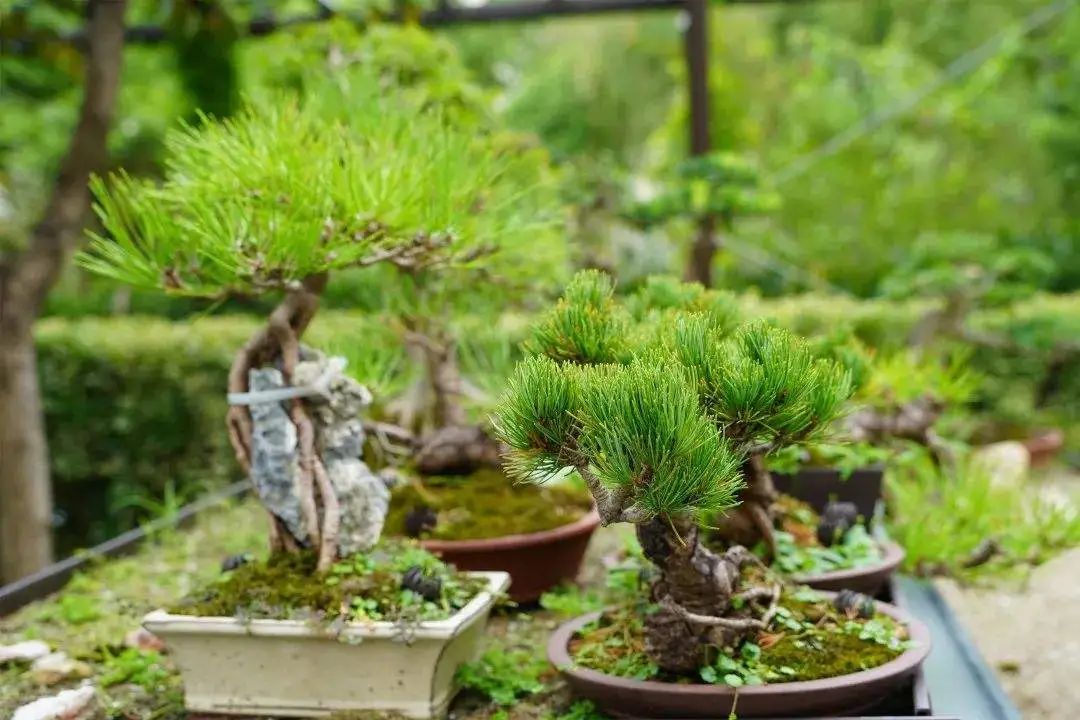 苔藓盆景怎么养水苔,苔藓盆景的养殖方法解答