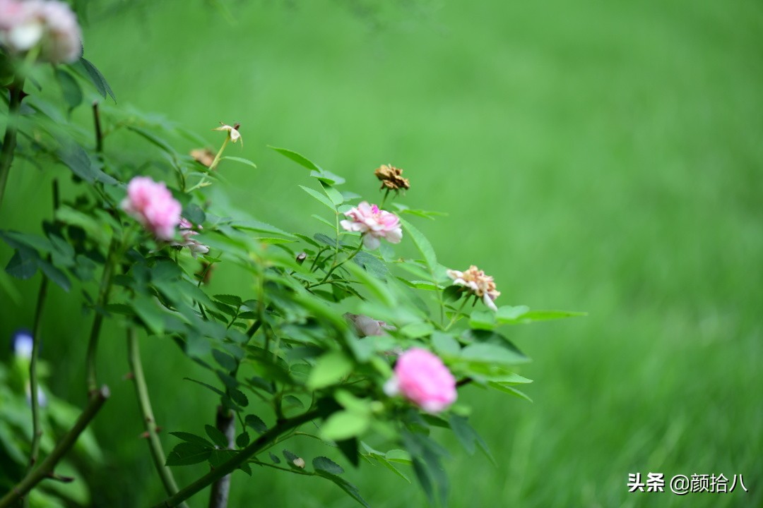 看到你的花园那么惨，我就安心了|园丁