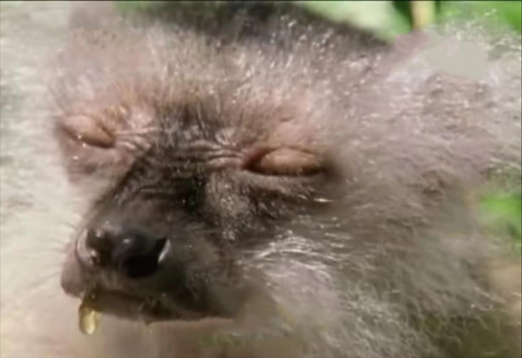 猴族瘾君子，把马陆当*品毒**吸？怎么刺激怎么来！