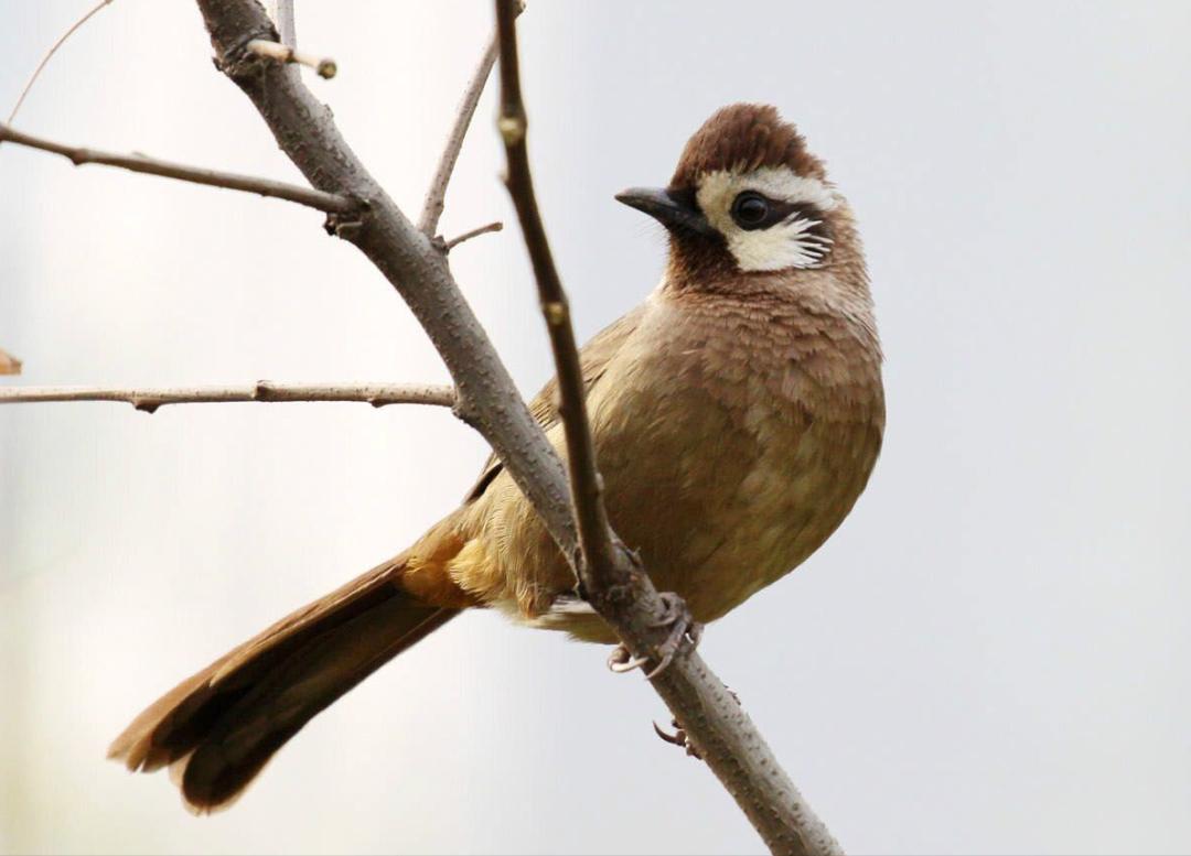 50张最佳鸟类摄影作品,鸟儿大全大图