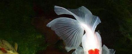 狮子头金鱼烂头炸鳞怎么治疗,狮子头金鱼头朝下怎么回事