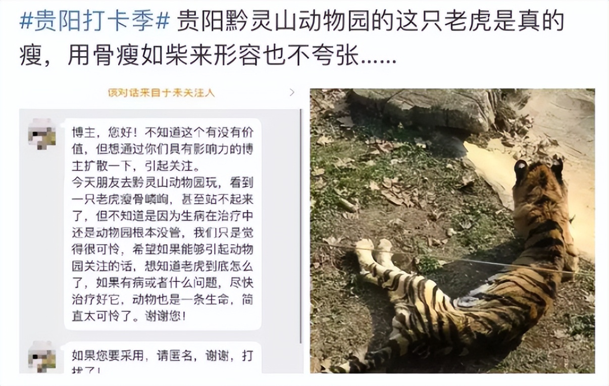 天气热动物园老虎,动物园里的老虎和野生老虎