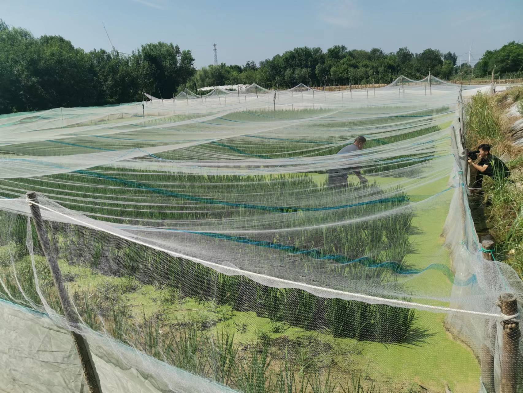 稻田里巧养水蛭助力乡村振兴,稻田养殖水蛭投资方案