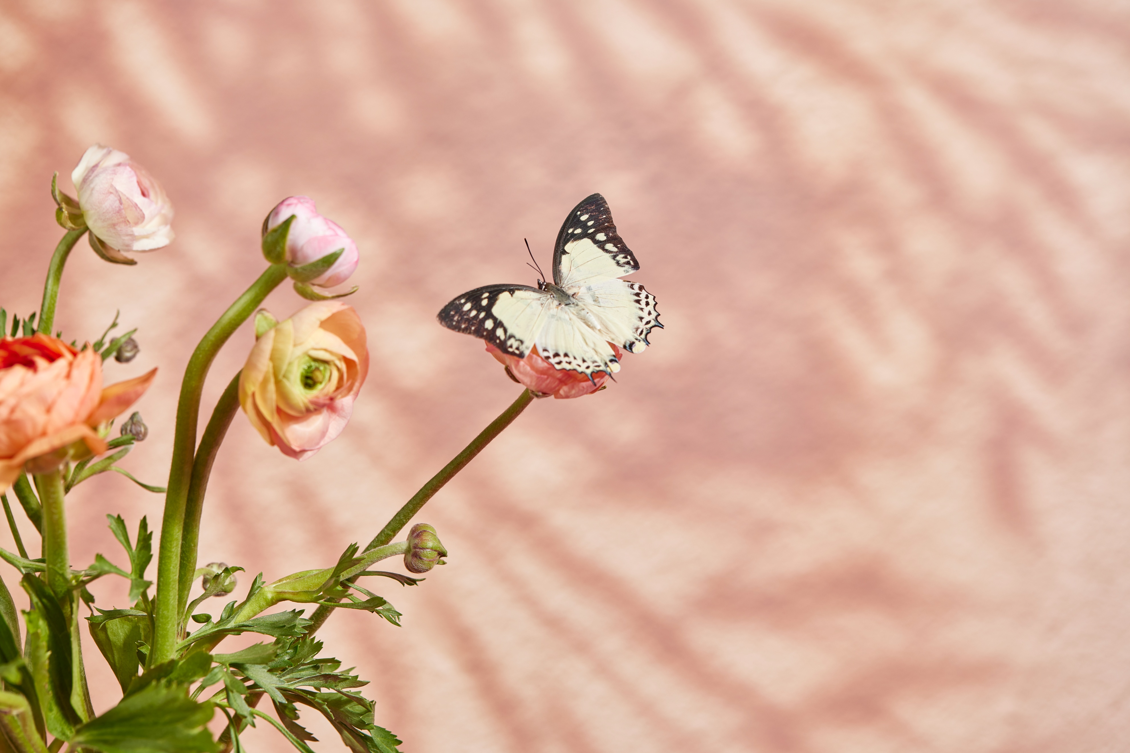 甲友心声——带妈妈去北京治甲癌