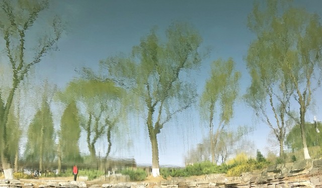 柔丝弄早春,柳枝婀娜醉春风,期盼好事要发生