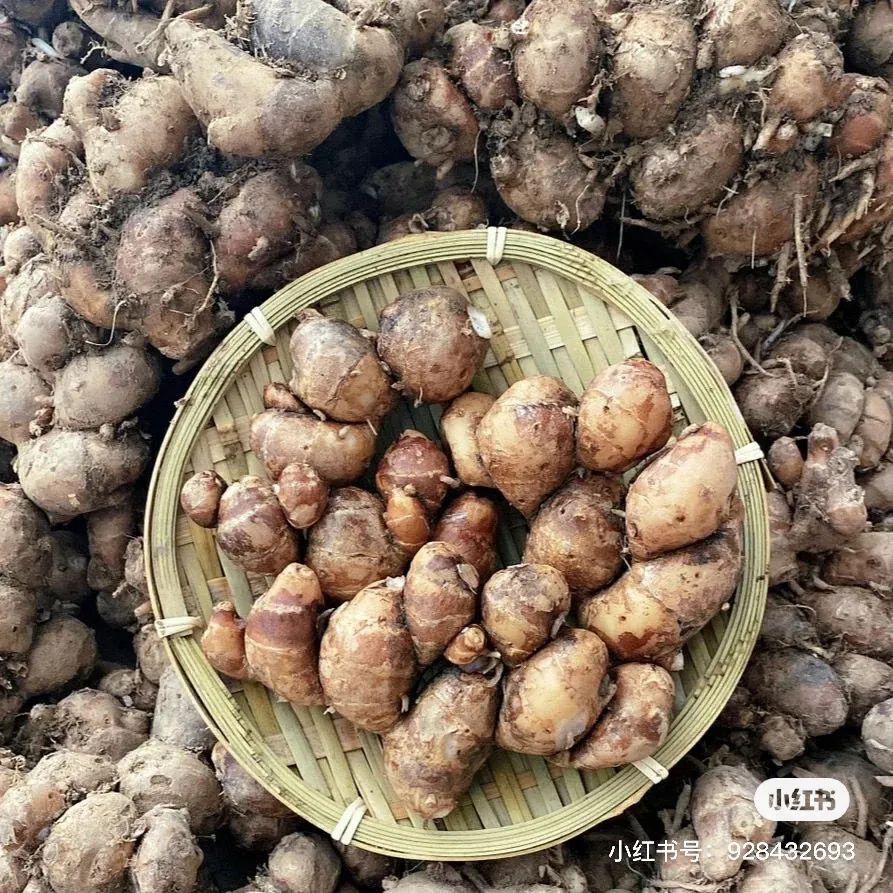 沙姜有一种特殊的香味,香甜的沙姜