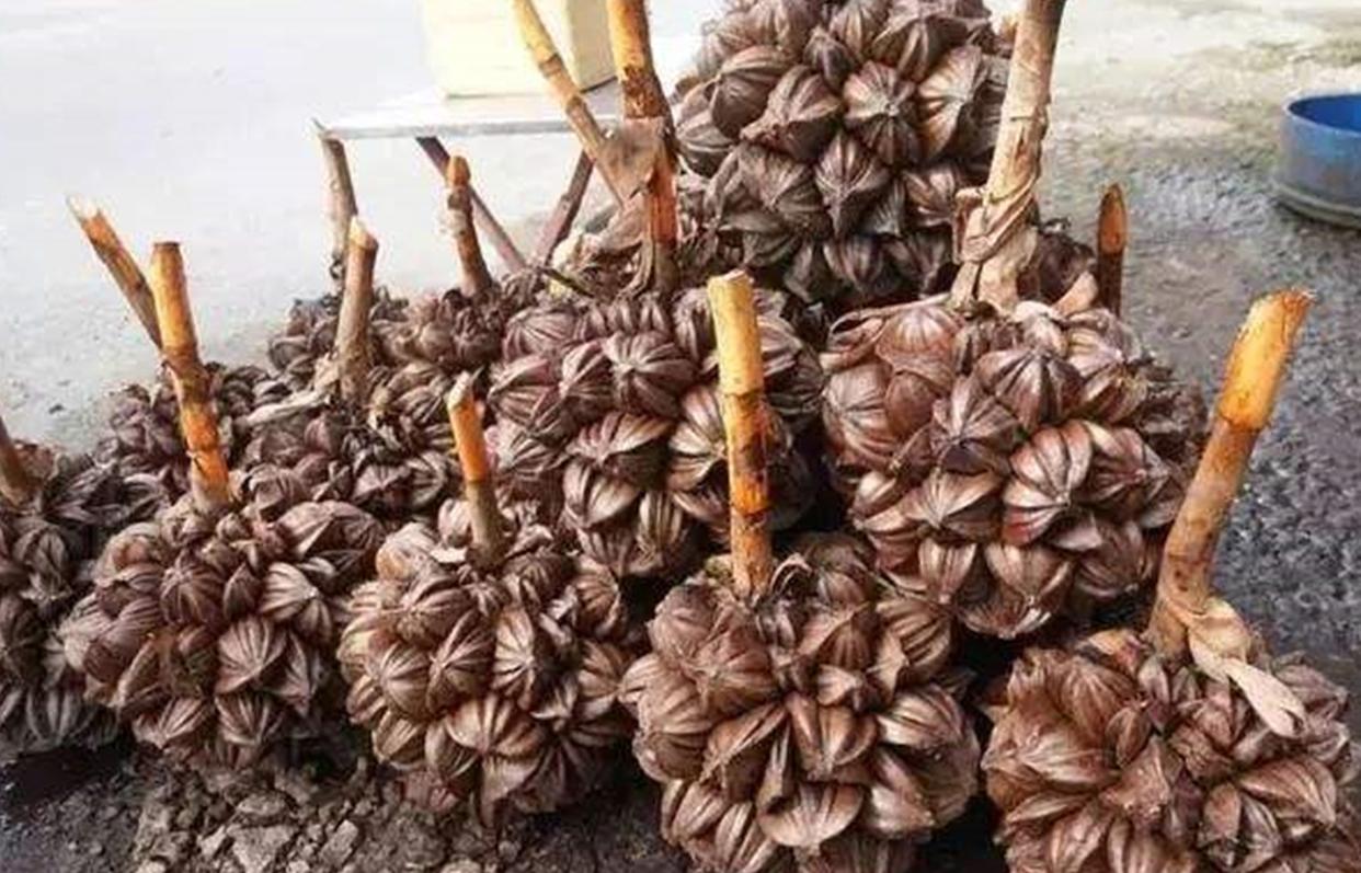 越南人不吃什么食物,越南吃国内不能吃的食物