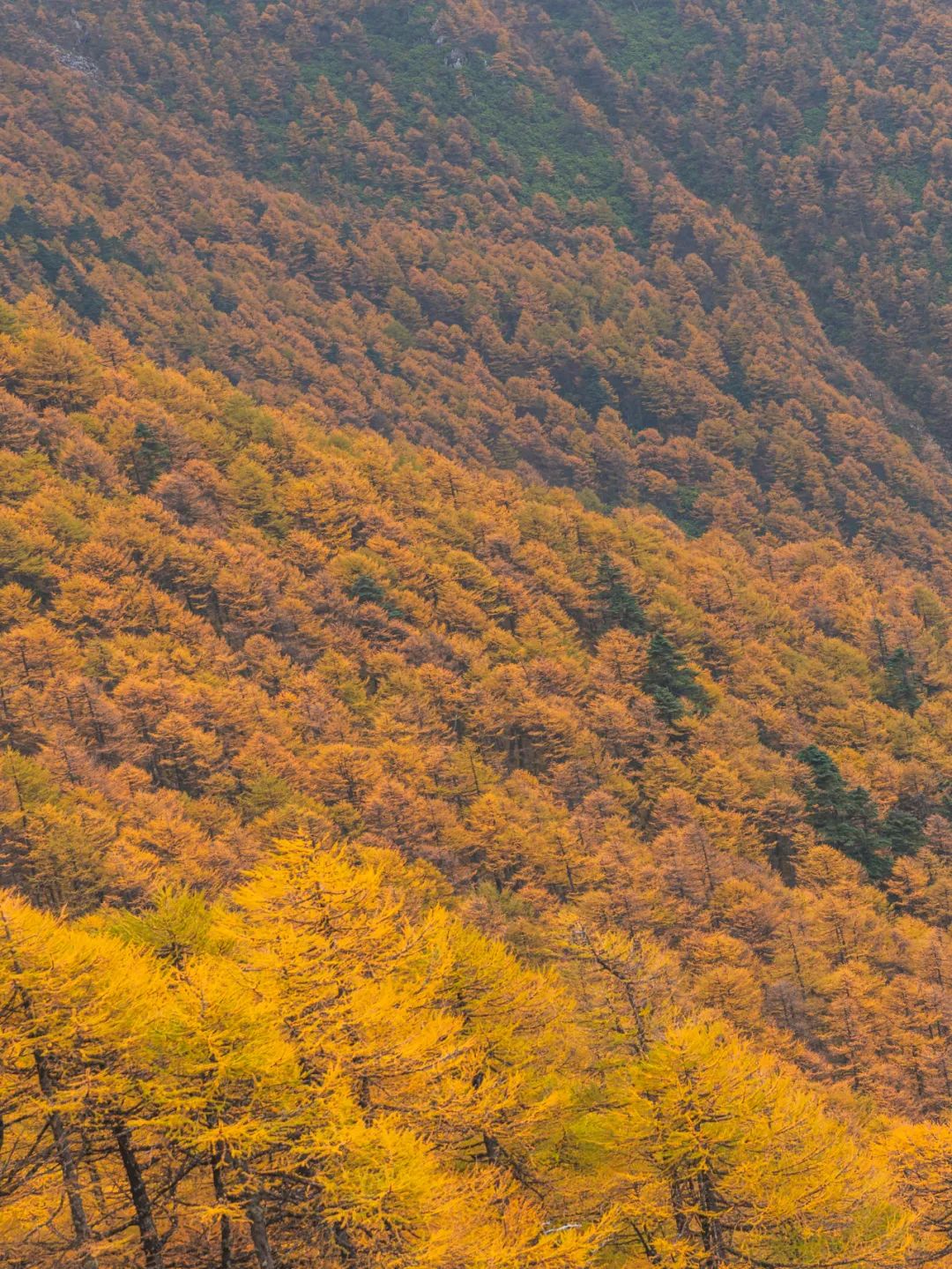 登太白山感受,太白山景区登顶拔仙台