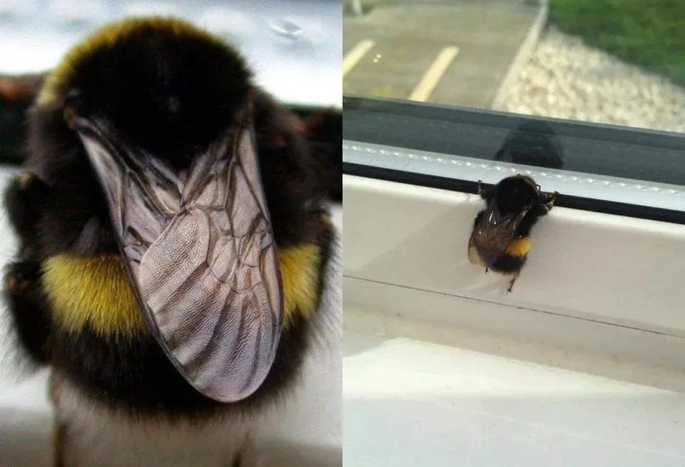 已经灭绝了的水果有哪些,即将消失的奇异昆虫