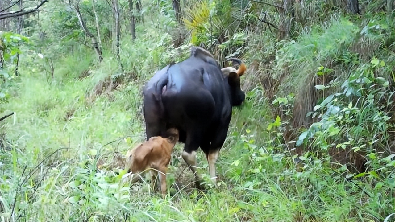 云南野外惊现濒危牛魔王,云南野生牛魔王