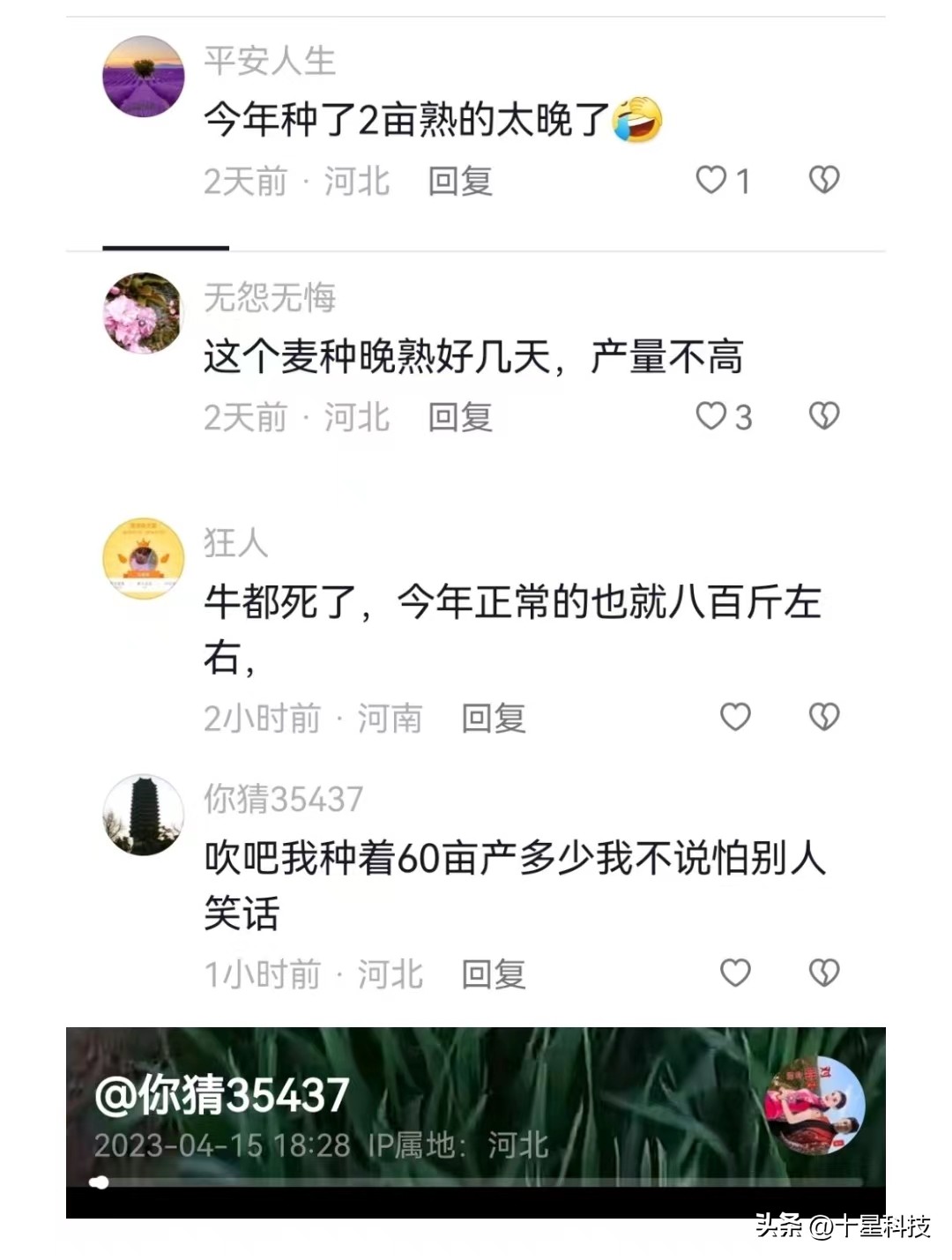 种二十亩小麦一年能赚多少钱,种小麦成本高收益少