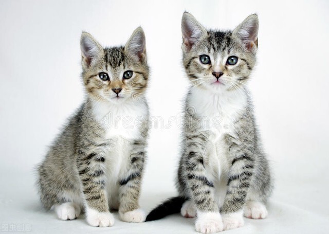 猫从高处掉落,猫在高处掉落会不会有事