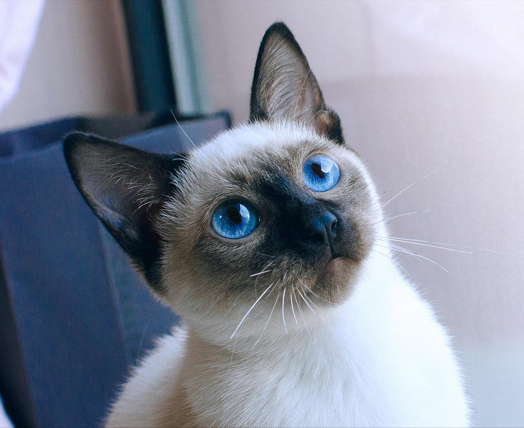 哪种猫咪最粘人最好养,最粘人的猫咪与最不粘人的猫咪