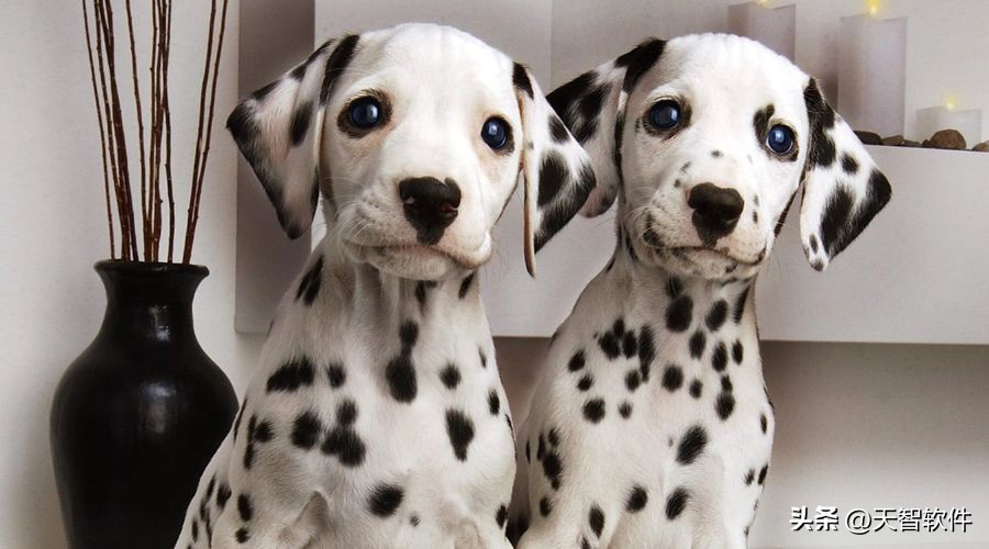 每天了解狗狗,每天了解一种动物紫翅椋鸟