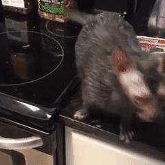 买猫千万别说这几句话,买猫时要注意哪些