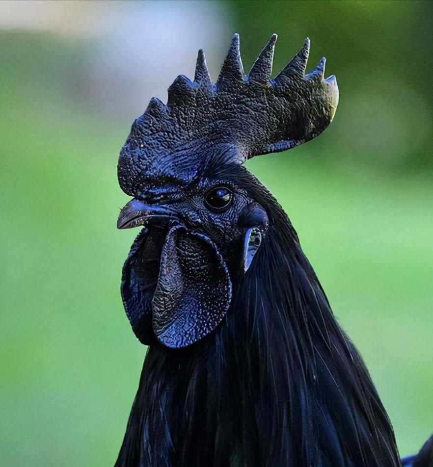 全球十大罕见黑色神兽,最昂贵的十大黑动物